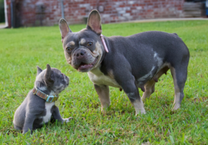 FullFlexFrenchies_HomepagePhotos (3)