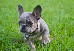 FullFlexFrenchies_HomepagePhotos (4) (1)